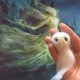 thumbnail image 4 of Adopt A Ghost - 2024 Nuevo pequeño fantasma de bolsillo súper lindo con un pequeño pergamino, muñeca espeluznante de fieltro de lana de Halloween, regalo divertido para amigos y familiares que aman l, 4 of 5