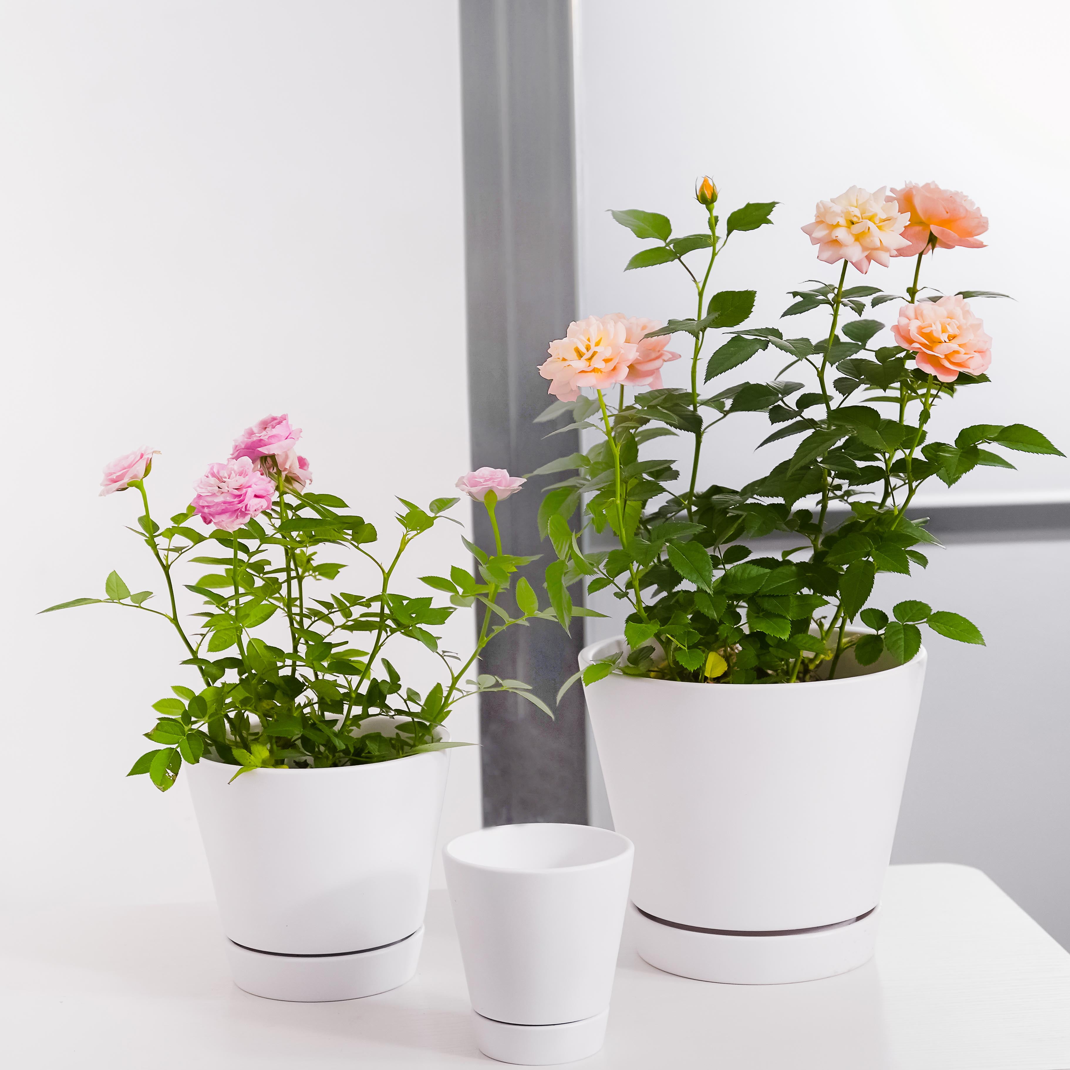 Ton Sin Plant Pots,White 6 Inch Flower Pots for Plants,Ceramic Planter with  Drainage Holes,Indoor Planter Pots with Saucer,Outdoor Garden Pots (White