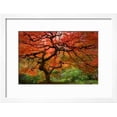 thumbnail image 2 of Japanese Maple, Framed Art Print Wall Art by Lantern Press Sold by Art.Com, 2 of 6