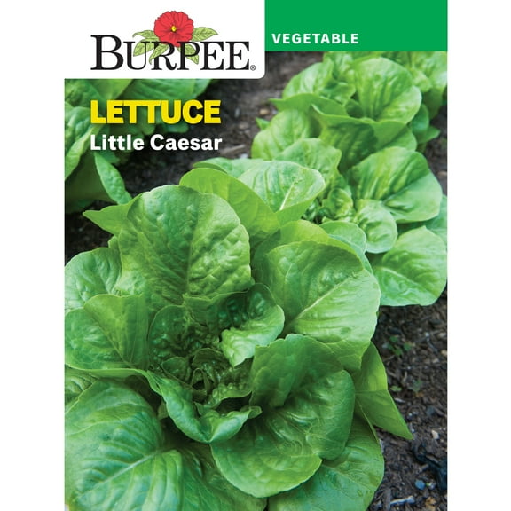 Burpee Little Caesar Lettuce Vegetable Seed, 1-Pack