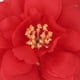 thumbnail image 5 of 10 Uds cabezas de Camelia artificiales rosas de seda para decoración Colco 10 cabezas de flores artificiales de camelia., 5 of 8