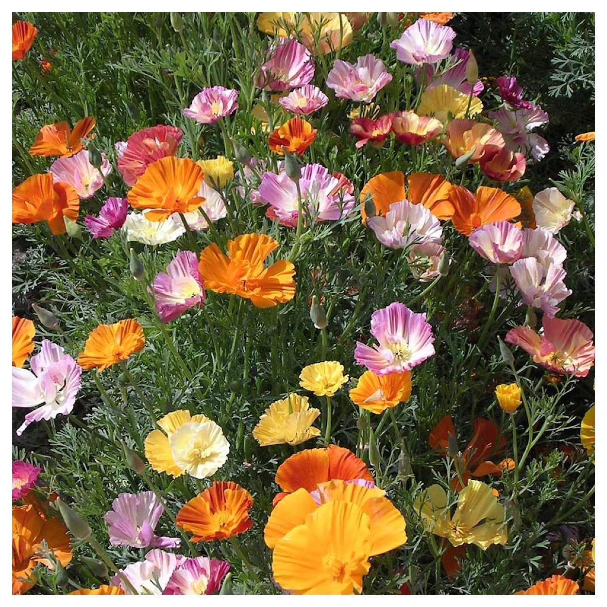 Everwilde Farms - 1 lb Ballerina Mixed California Poppy Garden Flower Seeds - Gold Vault Bulk Seed Packet