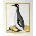 thumbnail image 2 of Buffon, Georges-Louis Leclerc 20x23 Black Ornate Wood Framed with Double Matting Museum Art Print Titled - A Penguin, Falkland Islands, 2 of 4
