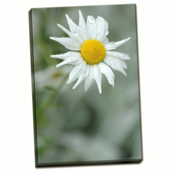 Gango Home Decor Summer Bloom I by Erin Berzel (Ready to Hang); One 24x36in Hand-Stretched Canvas