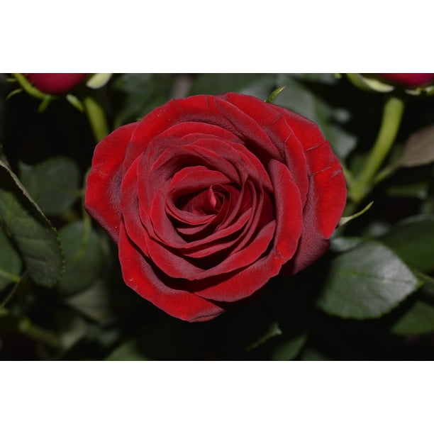 Acrylic Face Mounted Prints Romantic Love Color Romance Fresh Red Rose Print 20 X 16 Worry Free Wall Installation Shadow Mount Is Included Walmart Com Walmart Com