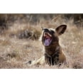 thumbnail image 2 of Kaveney, Wendy 18x13 Black Ornate Wood Framed with Double Matting Museum Art Print Titled - Namibia A yawning African wild dog, 2 of 4