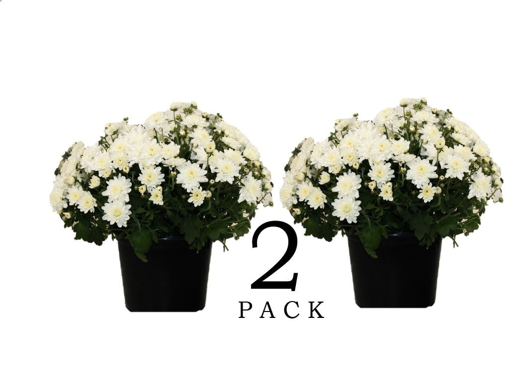Expert Gardener 3QT White Garden Mum Full Sun Live Plants (2 Pack) with Grower Pots
