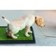 thumbnail image 2 of Tapete entrenador para perro (50 x 42 cms), 2 of 2