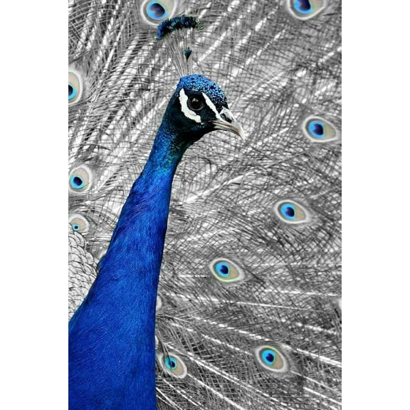 Blue Peacock