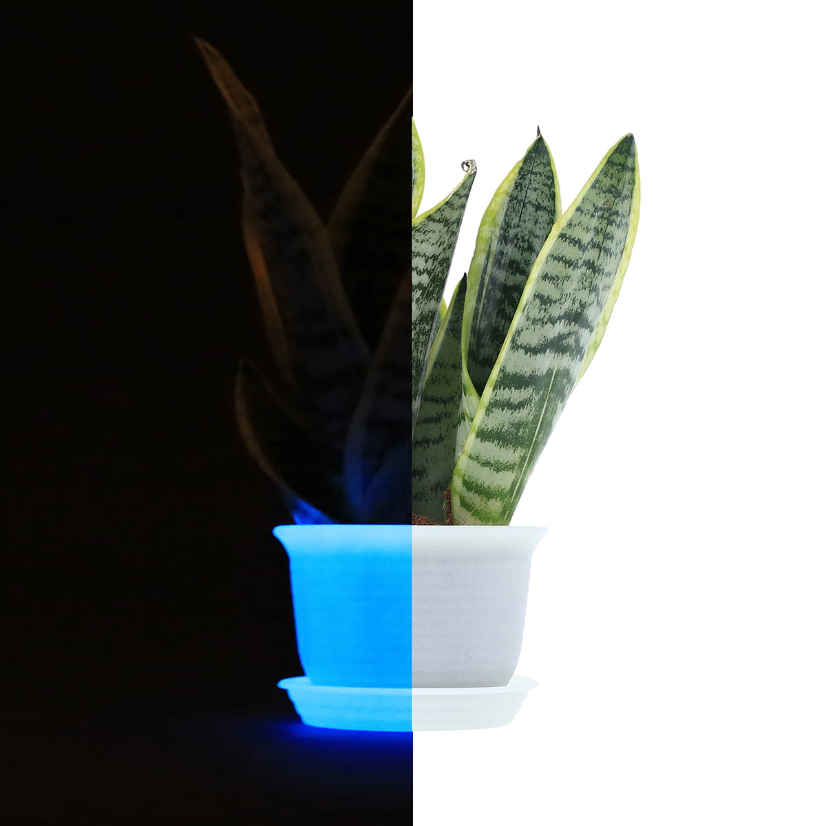 10 Set Glow in the Dark Flower Pots 6" with Drainage and Saucers for Modern Indoor Plants, Orchid, Herbs, Succulents, Cactus, and Seeding Nursery, Bulk, White Color (Glow Blue)