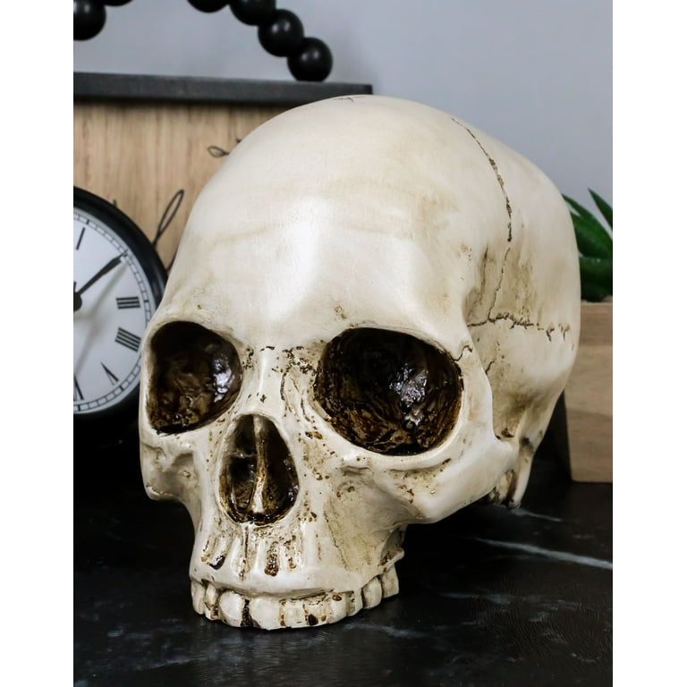 Ebros Realistic Homo Sapiens Jointed Human Half Jawless Skull