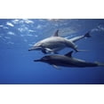 thumbnail image 2 of Dolphins Wall Mural by Wallmonkeys Peel and Stick Graphic (48 in W x 30 in H) WM245664, 2 of 4