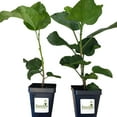 thumbnail image 5 of Hibiscus Cajun Color Live Plant  Tropical Flowering Shrub  Imperial Dragon 4 Inch Pot Hibiscus Hybrid for Garden or Patio  Exotic Imperial Dragon Flowers, Perennial Hibiscus 4 Inch Pot, 5 of 7