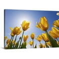 thumbnail image 1 of Great BIG Canvas | "Yellow Tulips Against A Blue Sky At Wooden Shoe Tulip Farm; Oregon, USA" Canvas Wall Art - 30x20, 1 of 2