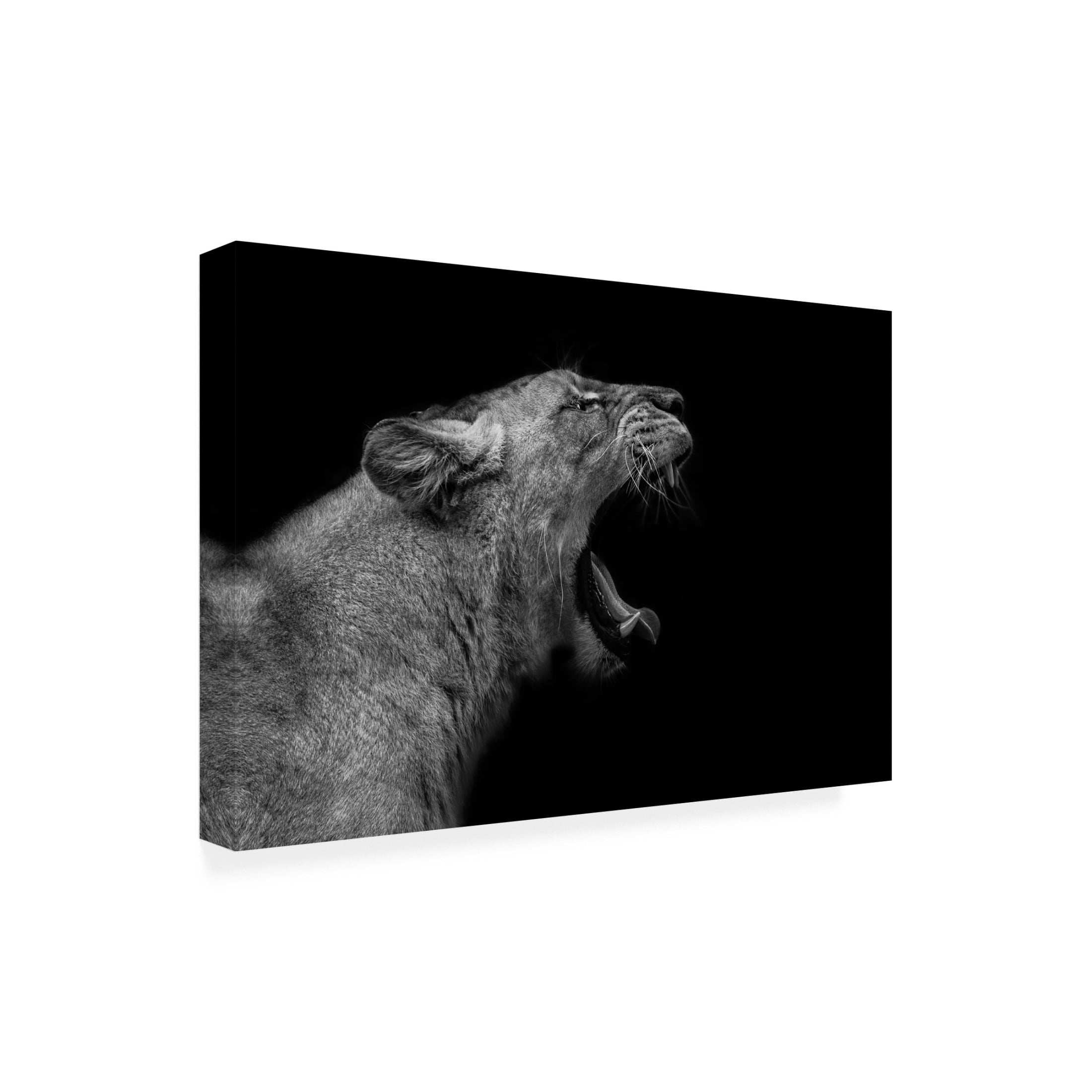 Trademark Fine Art Nauzet Baez Photography Lioness In Low Key Canvas Wall Art