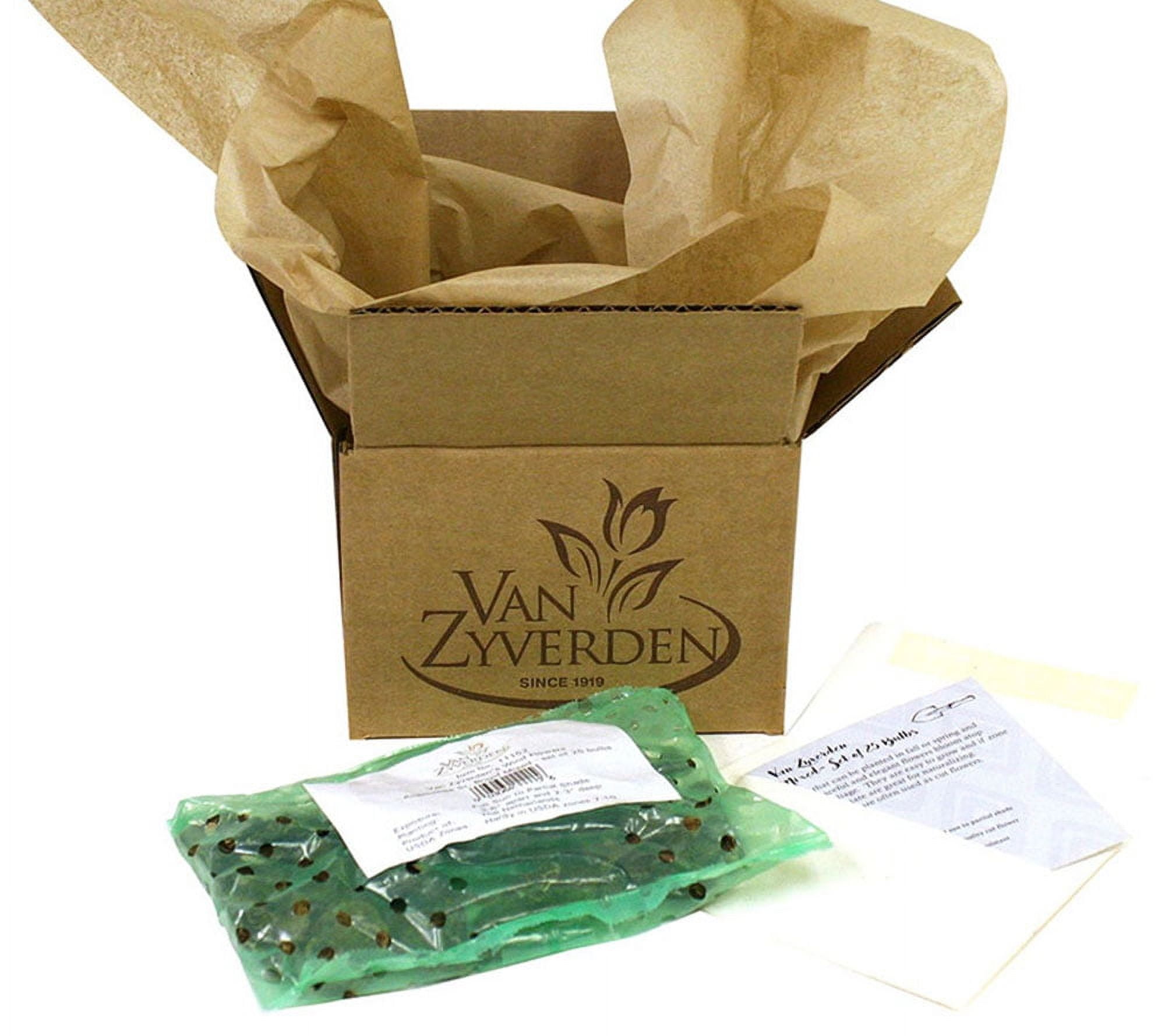 Van Zyverden Dutch Iris Picasso Set of 25 Bulbs Multicolor Partial Sun Perennial Deer Resistant 2 lbs