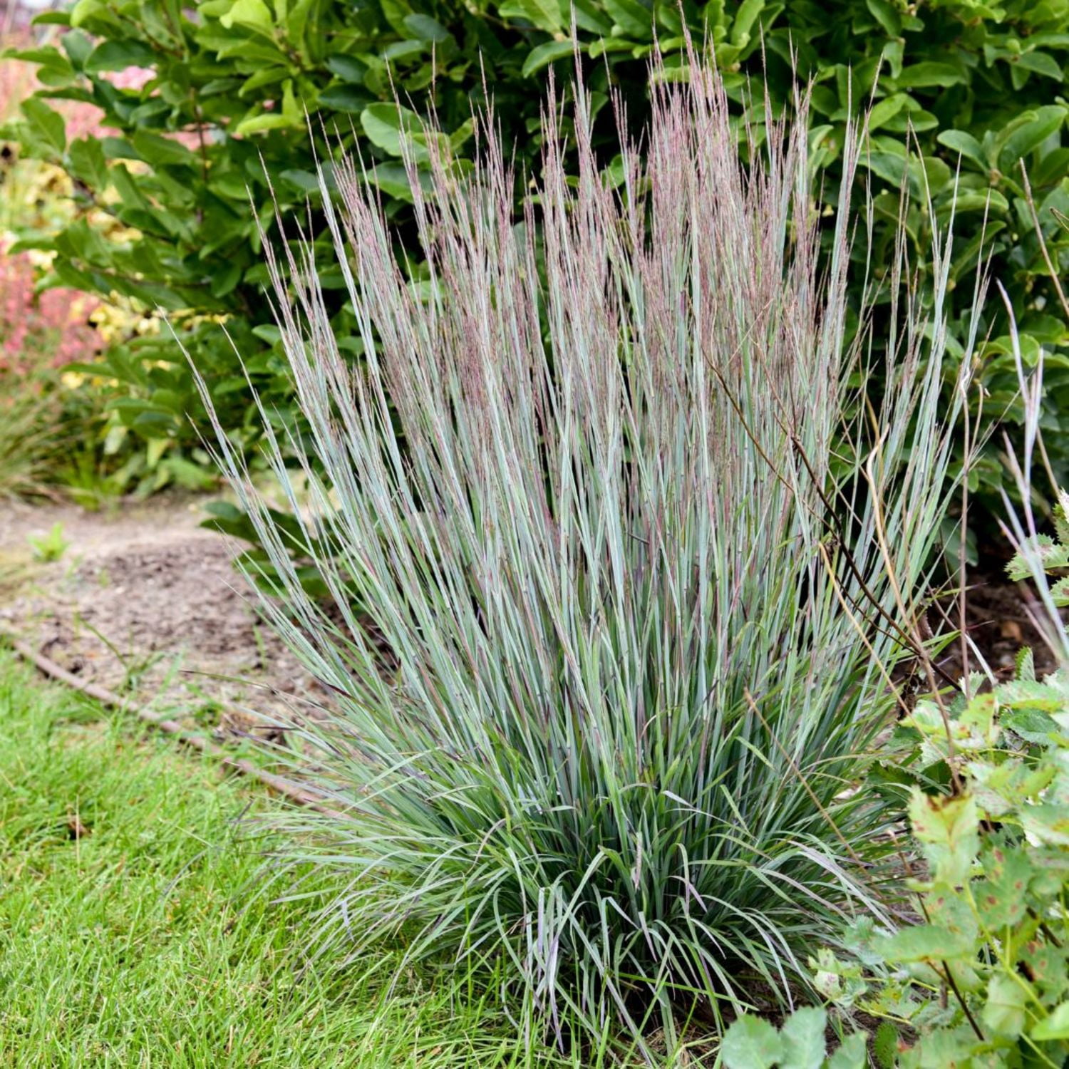 Proven Winners 6" Blue Prairie Winds 'Brush Strokes' Little Bluestem Live Plant in 6.5" Pot