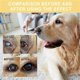 thumbnail image 4 of Eye Drops for Pet Anti Bacterial Viral and Fungal & Infections Dog Cat Eye Care, 4 of 5