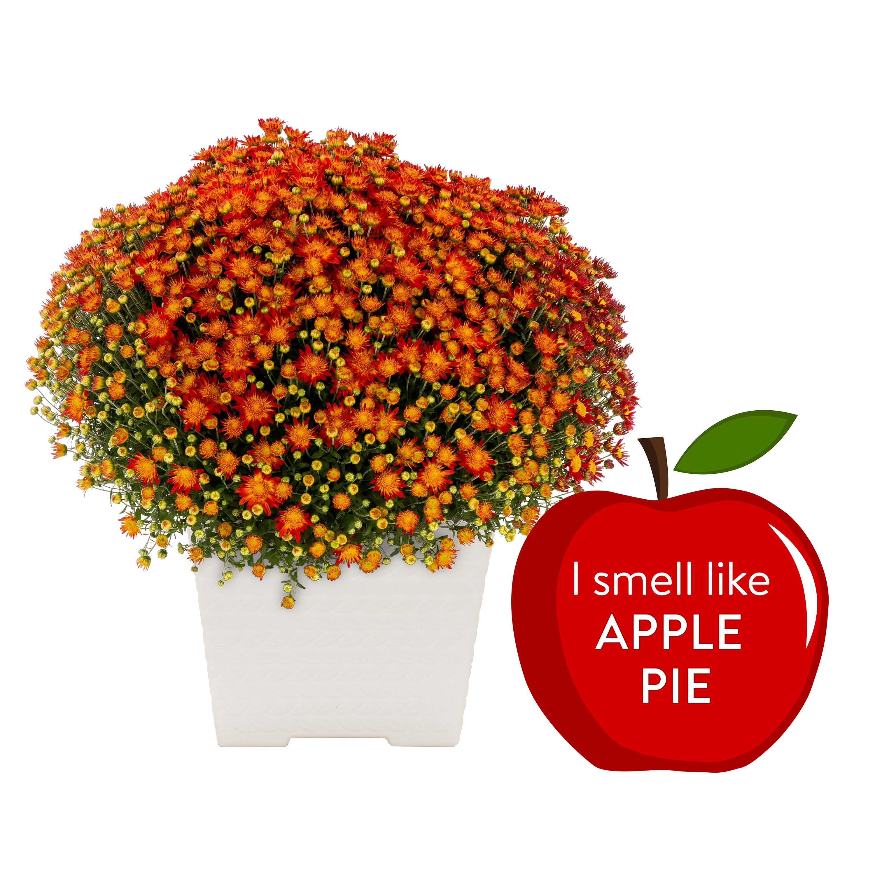 Better Homes & Gardens 1GL Apple Spice Scented Orange Mum (1 Count) Live Plant with Decorative Planter