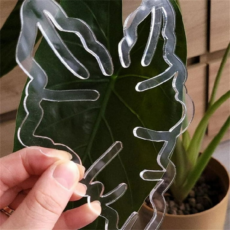 philodendron burle marx flame Monstera Burle Marx Flame: Stunning Indoor Statement Piece main image 0