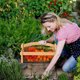 thumbnail image 5 of Cesta De Almacenamiento Para Cosecha, Recolector De Frutas Y Verduras De Jardn, Con Asa Incluida, De Mimbre Resistente, Ideal Para Jardineros Aficionados, Fcil De Usar, De Material, Ukhbmc, 5 of 8
