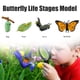 thumbnail image 3 of Juguete de bandeja de madera, kit de ciclo de vida de insectos, etapas de insectos para estudiantes, proyecto escolar educativo construido para durar, 3 of 7