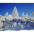 thumbnail image 2 of Talbot Frank, Christopher 30x26 White Modern Wood Framed Museum Art Print Titled - California, Cleveland NF, Laguna Mts Snowy trees, 2 of 4