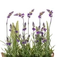 thumbnail image 3 of Vickerman 16" Artificial Lavender Flower Fern in Iron Pot., 3 of 4