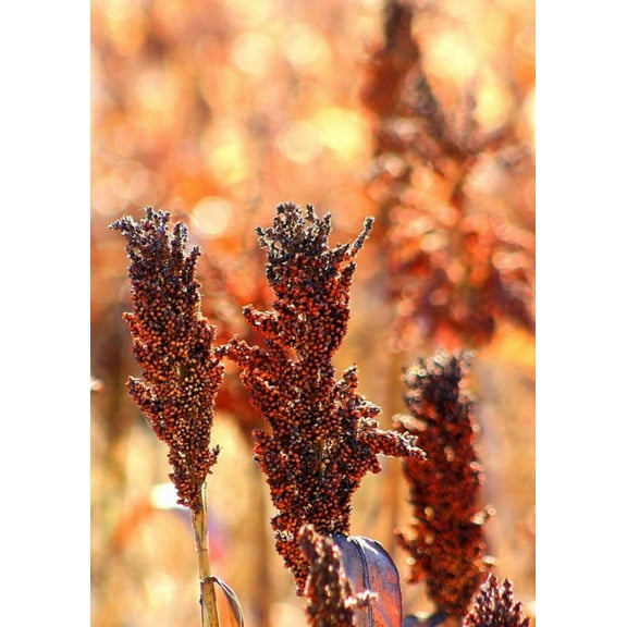 50 M81E SORGHUM Light Amber Syrup Bicolor Vegetable Grain Seeds