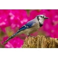 thumbnail image 2 of Illg, Cathy and Gordon 14x11 Black Ornate Wood Framed with Double Matting Museum Art Print Titled - North Carolina, Guilford County Blue jay, 2 of 4