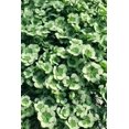 thumbnail image 6 of RedCrocus 4 Luck Cocomint Clover - Perennial Ground Cover for Gardens & Containers, Pollinator-Friendly, Non-Toxic, Fragrant, Easy Care, Adds Greenery & Attracts Bees  4.5" Pot (Pack of 5, 6 of 17