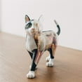 thumbnail image 2 of Animal Organ Anatomy Model 4D Cat Intelligence Assembling Toy Teaching Anatomy Model DIY Popular Science Appliances, 2 of 6