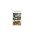 thumbnail image 3 of Live Pink Bamboo Orchid Plant Bulb 1 Pk,  2 Bulbs 2"-4" Long, Shade, Perennial, 3oz, 3 of 7