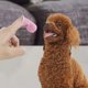 thumbnail image 1 of 4 Pack Dog Toothbrush, Finger Mouth, Reusable, Pet, Finger Toothbrush, 1 of 1