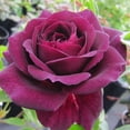 thumbnail image 5 of 30 Rare Seeds| Ebb Tide Floribunda Rose Seeds-Authentic Seed-Flowers-Rose seed-Herb seed-Vegetable Seeds-Seeds for Plant-B4G1#1041, 5 of 5