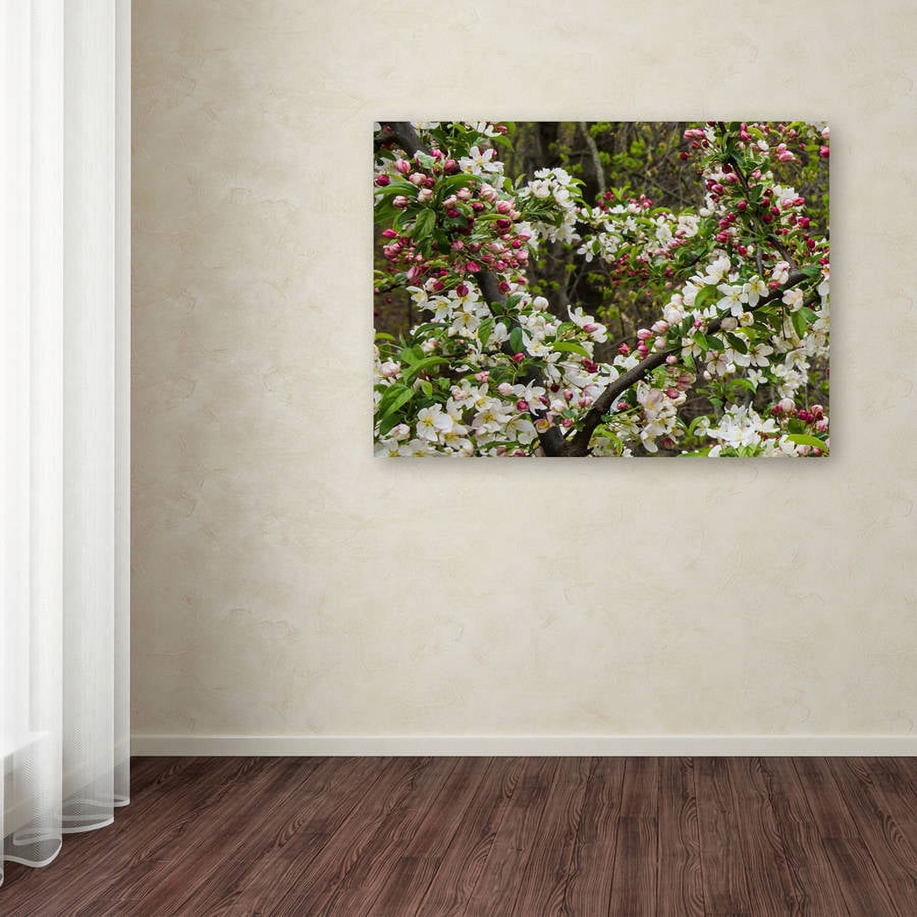 Trademark Fine Art "Apple blossoms II" Canvas Art by Kurt Shaffer