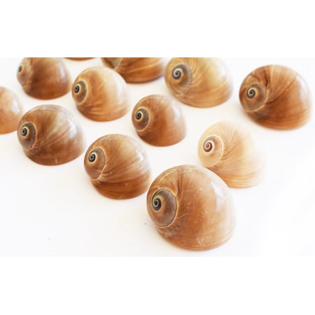 Set of 24 Whales Eye Moon Shells (1 1/2" - 2") Coastal Arts & Crafts, Hermit Crabs, Aquarium