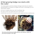 thumbnail image 3 of Burning Bush Dormant Bare Root Starter Hedge Kit, 24 to 30 inches tall, 3-Pack, 3 of 4