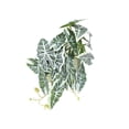 thumbnail image 1 of Decoraciones Realistas Moyic Para Terrarios Plantas Artificiales Bajo Mantenimiento Hoja de malanga, 1 of 6