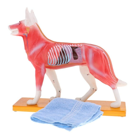 Dog Acupuncture Model With 72 Acupuncture Points Professional Teaching Tool Science Educational