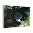 thumbnail image 2 of Scallop Hunting Scallop on Hunt Print Animal Wall Art Wildlife Canvas Prints Wall Art Ready to Hang Unframed, 2 of 18