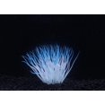 thumbnail image 2 of Penn-Plax, Sea Anemone, Blue, 2 of 2