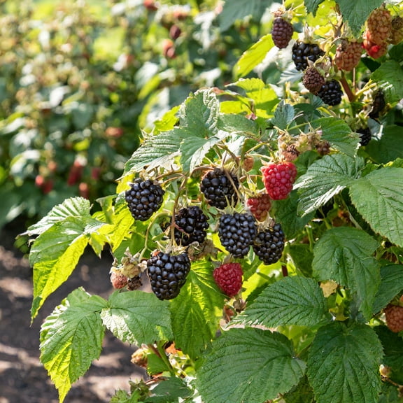 Direct Gardening Sweet Repeat Black Raspberry Potted Fruit Bearing Starter Plant Grown in a 4 Inch Pot, 1 Per Offer