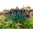 thumbnail image 6 of Thumbelina Zinnia Flower Seeds, 6 of 8