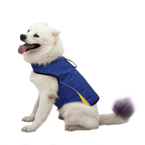 Fresh Look at Thunder Vest Cat