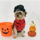 thumbnail image 2 of Halloween Pet Saliva Towel Triangle Scarf for Pet Use 2Pcs Dog Collar, 2 of 5