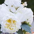 thumbnail image 3 of Enova Home Mixed Artificial Silk Cream Peony Flowers Arrangement in Clear Glass Vase with Faux Water For Home Garden Decoration, 3 of 4