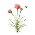 thumbnail image 2 of Robinson, Carol 26x32 White Modern Wood Framed Museum Art Print Titled - Wildflower Botanical III, 2 of 4