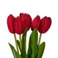 thumbnail image 2 of 16"H Red Tulip Bundle of 5 2/Bag, 2 of 2