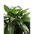 thumbnail image 2 of KaBloom : Peace Lily Plant in 6" pot Plant , Next-Day Delivery, Gift for Every Occasion., 2 of 5
